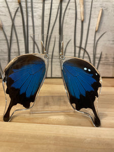 Papilio Ulysses Mountain Blue Swallowtail Butterfly Earrings