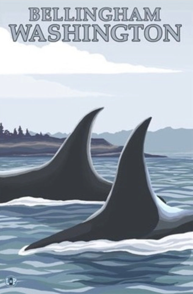 Bellingham, Washington - Orca Whales