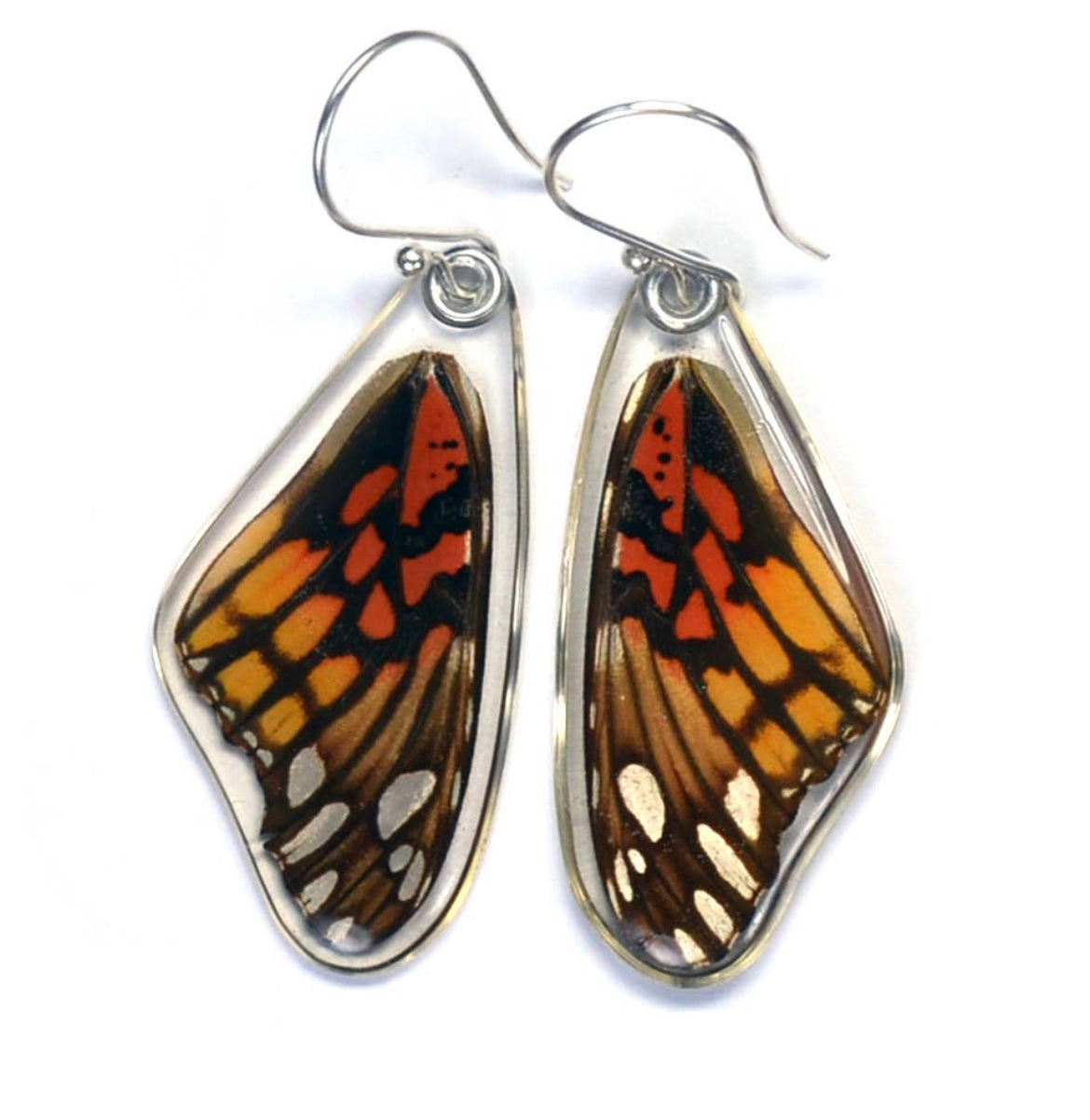 Dione Moneta Mexican Silverspot Butterfly
