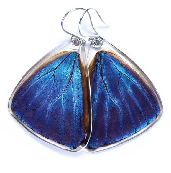 Blue Morpho Adonis Butterfly Earrings