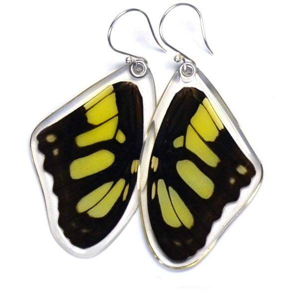 Siproeta Stelenes Malachite (Top Wing) Butterfly Earrings
