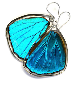 Blue Morpho Menelaus Butterfly Earrings