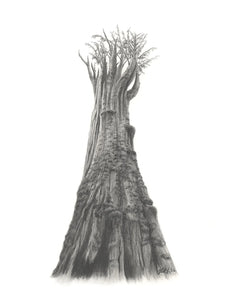 "Giant Quinault Cedar" by Nate Lundgren (Matted Print)